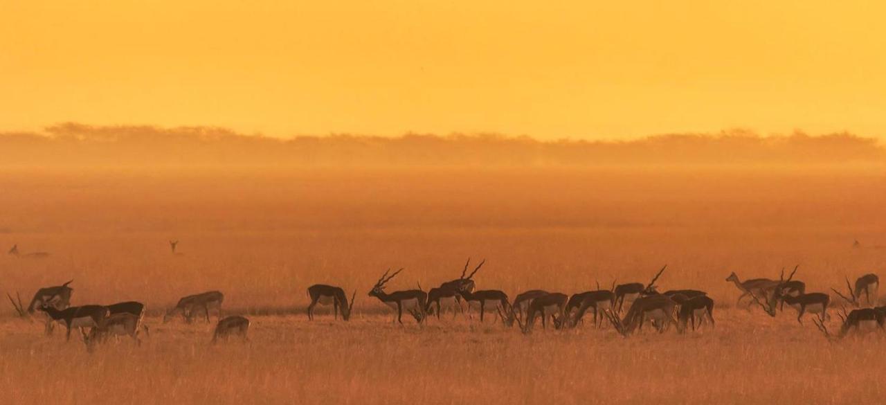 The Blackbuck Lodge Bhavnagar Exterior foto